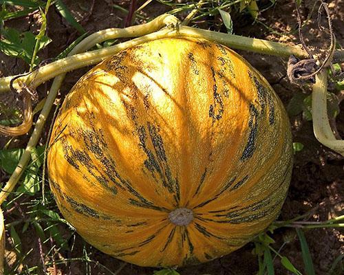 En los Urales, en Siberia, se cultiva calabaza de variedades de maduración temprana.