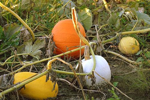 Necesitas cosechar calabaza antes del inicio de las heladas nocturnas.