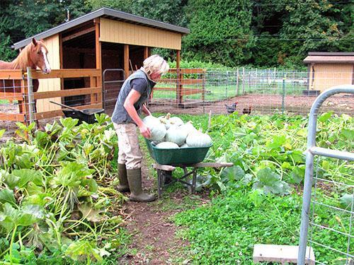 Pour préserver les fruits, le potiron est récolté avant l'arrivée du froid.