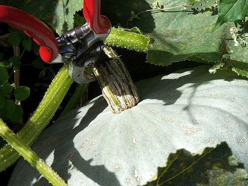 La recolección de calabazas en los Urales se lleva a cabo en septiembre.