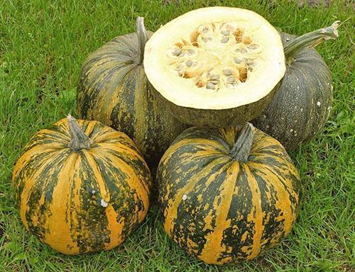 La calabaza inmadura se cosecha en Siberia