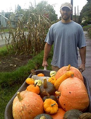 Récolte de citrouille