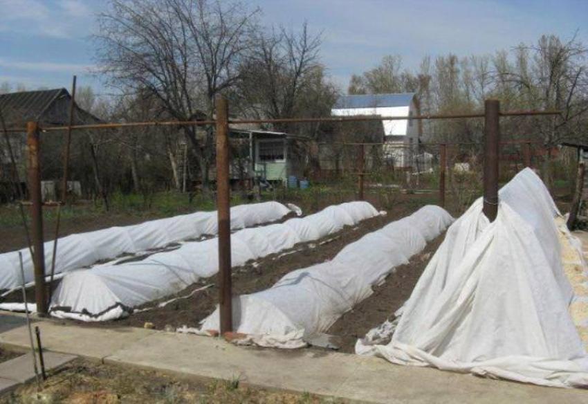 cuando albergar uvas en la región de Samara