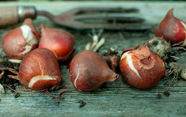 cuando cavar los bulbos de tulipán