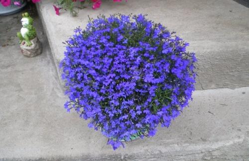 lobelia de arbusto