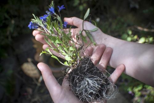 plántulas de lobelia