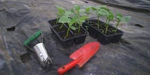 cuando plantar plántulas de pepino