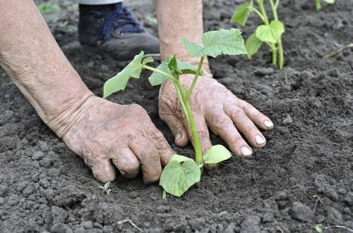 planter des semis de concombres