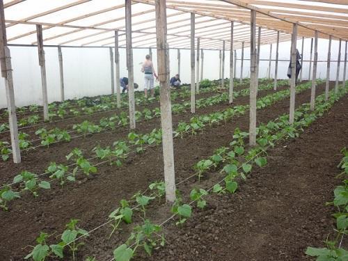 plantar plántulas en invernadero