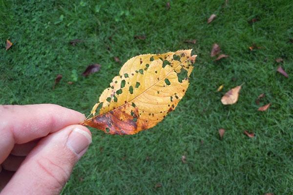 hoja afectada