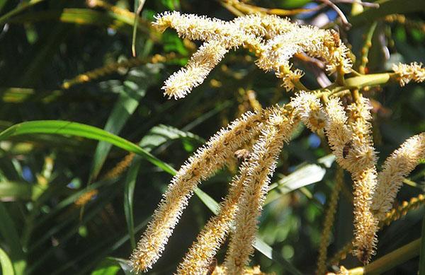 inflorescence de noix de coco