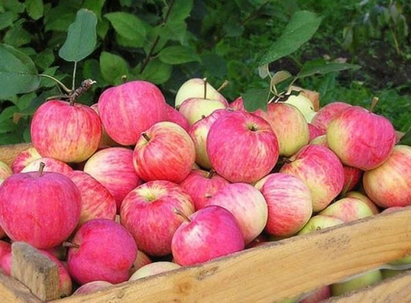 Récolte de pommes