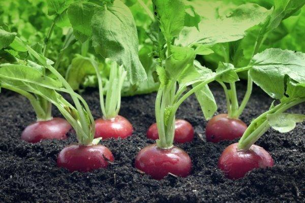 Radis dans le jardin