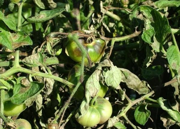 Tizón tardío en tomates