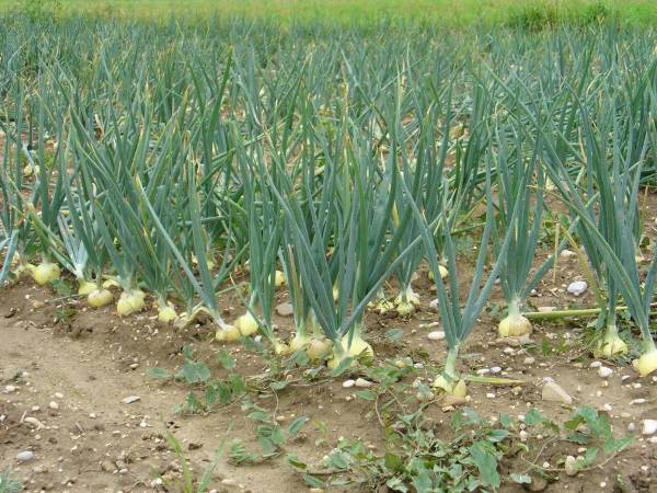 Oignons sains