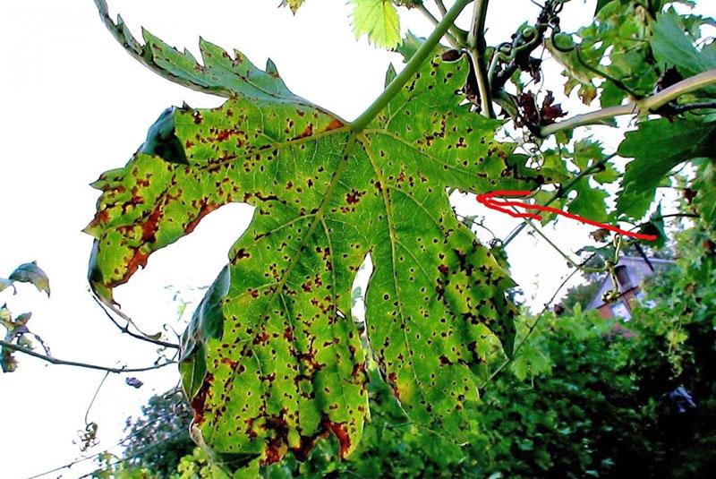 azufre coloidal para uvas