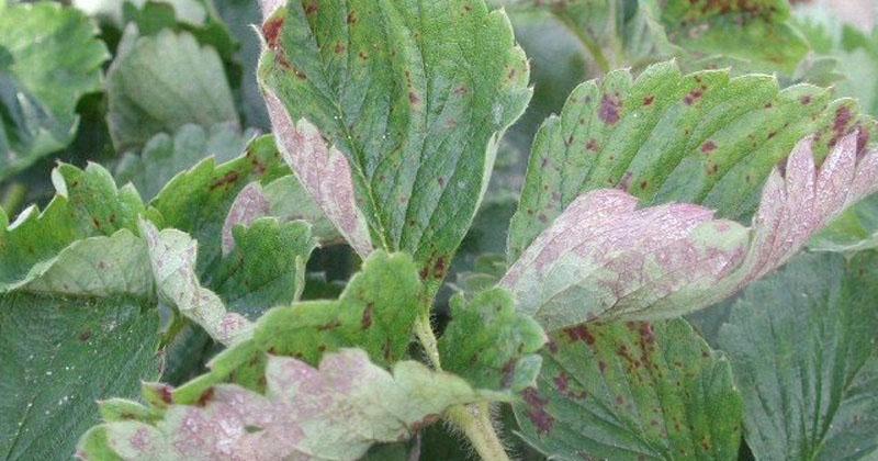 azufre coloidal para fresas