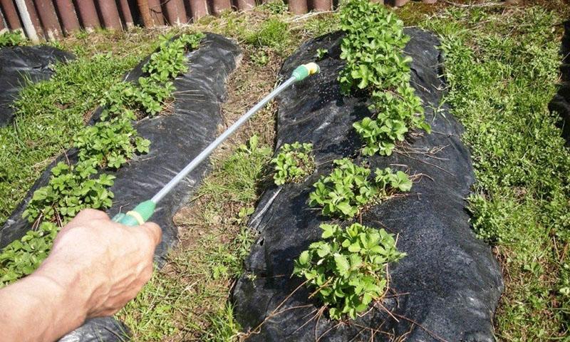 jardinería