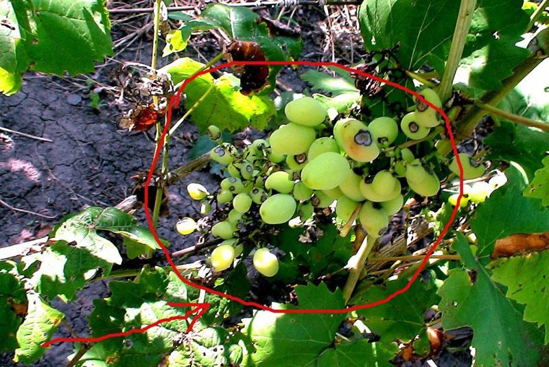 azufre coloidal para enfermedades de la uva