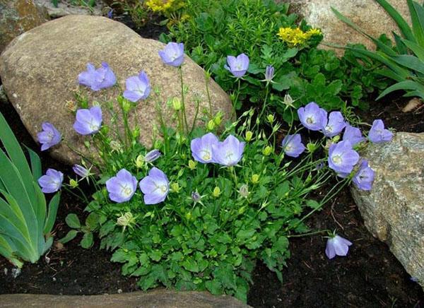 Cloche des Carpates sur une colline alpine