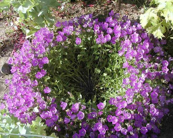 gros buisson de cloche des carpates