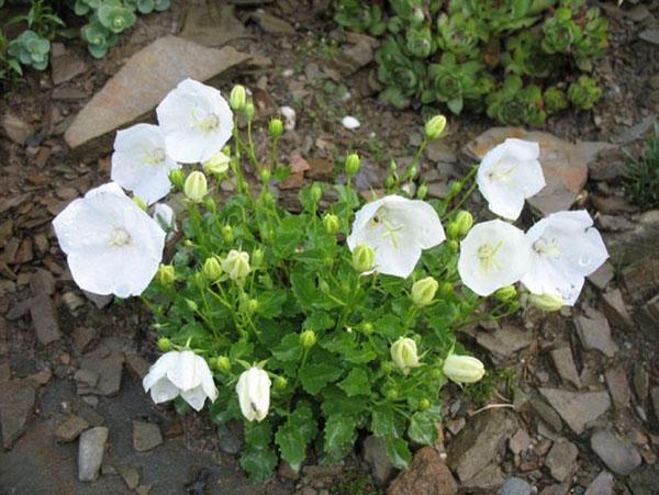 cloche des Carpates blanche comme neige