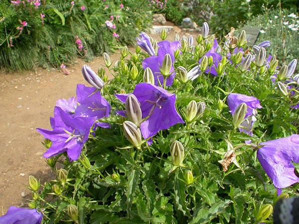 cloche des carpates dans le parterre de fleurs