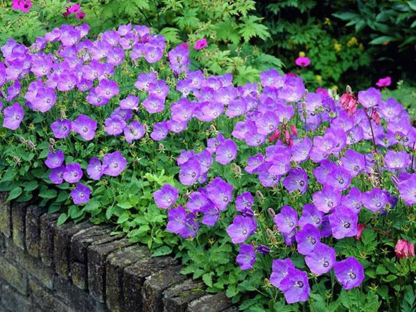 Cloche des Carpates le long du trottoir