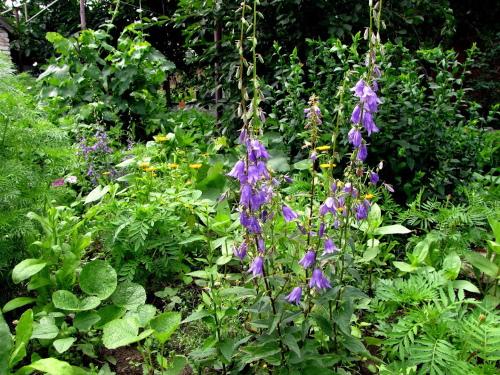 cloche dans le jardin