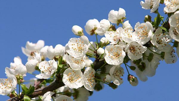 cereza columnar floreciente