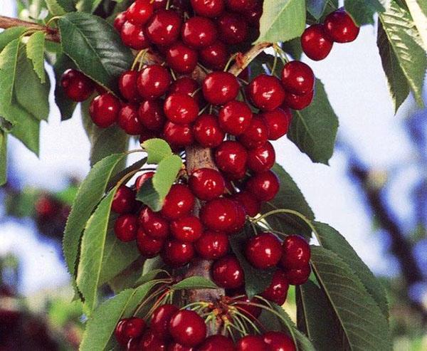 cereza en el jardín en el campo