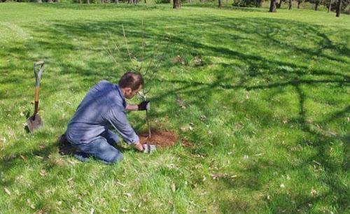 planter un poirier nain