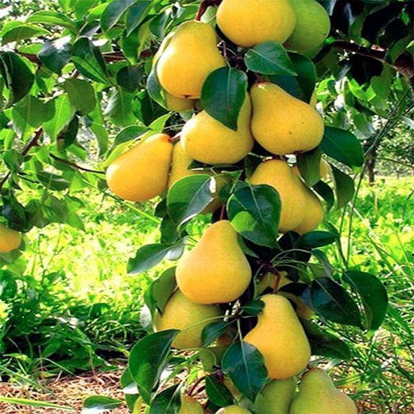 poire colonnaire sur place