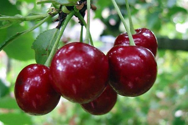 variedad de cereza bebé