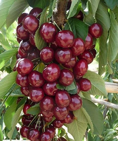 variedad de cereza Queen