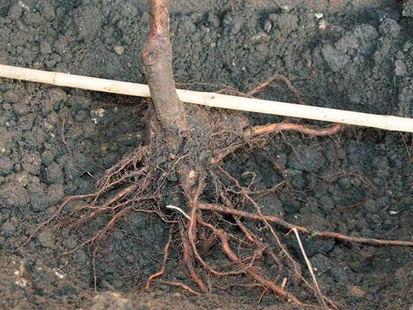 plantar una cereza columnar