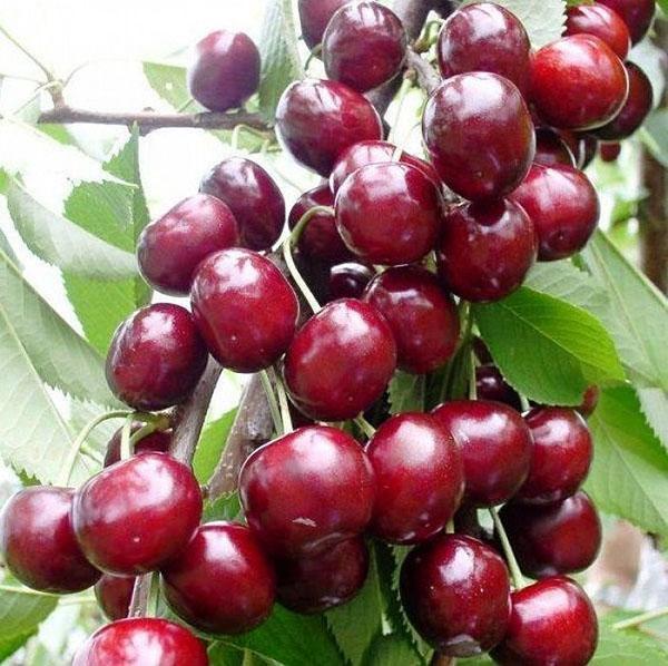cereza columnar