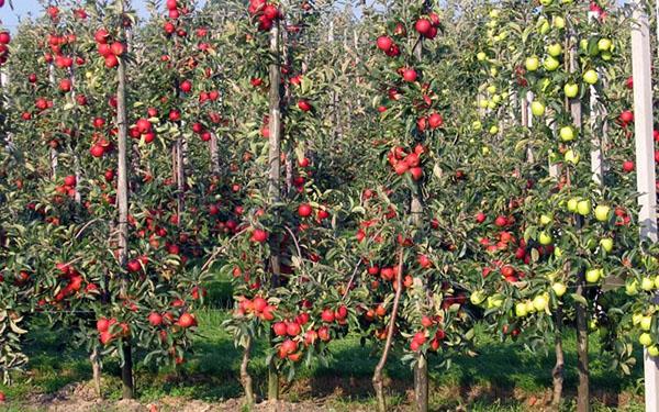 jardín formado de árboles columnares