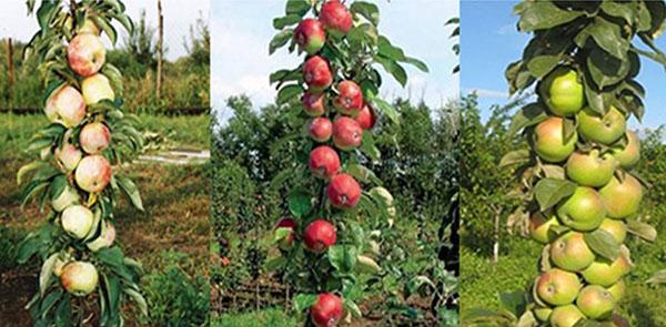 entretien des arbres colonnaires