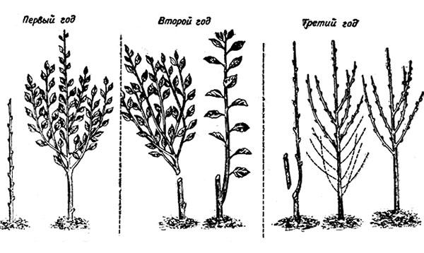 schéma de coupe