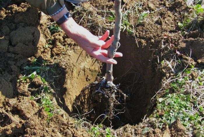 plantación correcta de un árbol columnar