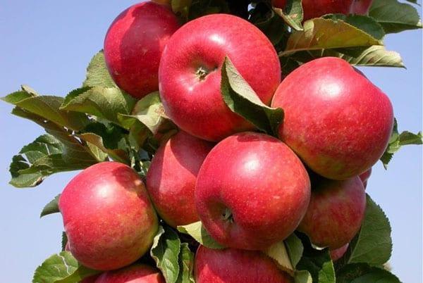 variedad de manzana columnar Vazhak