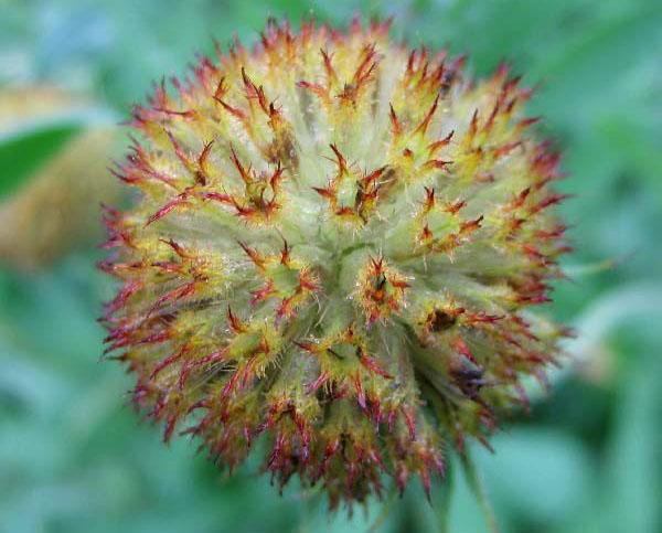 Bola de semillas de Gaillardia