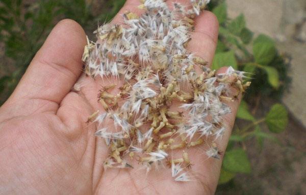 Semillas de Gaillardia para propagación.