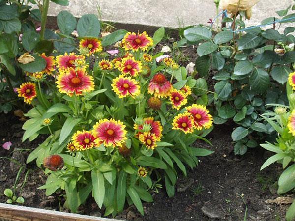 arbusto de Gaillardia adulto