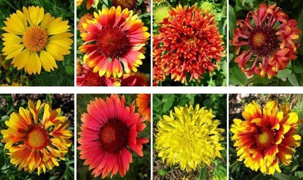 différents types de Gaillardie