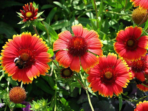 Gaillardia es hermosa