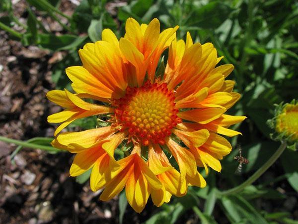 Gaillardie populaire