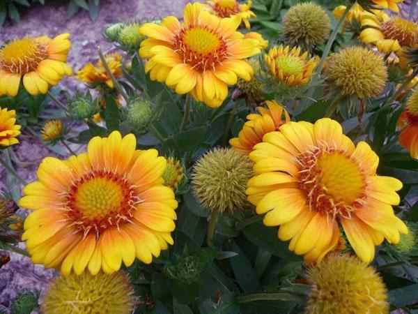 fleurs jaunes gailardia arizona soleil