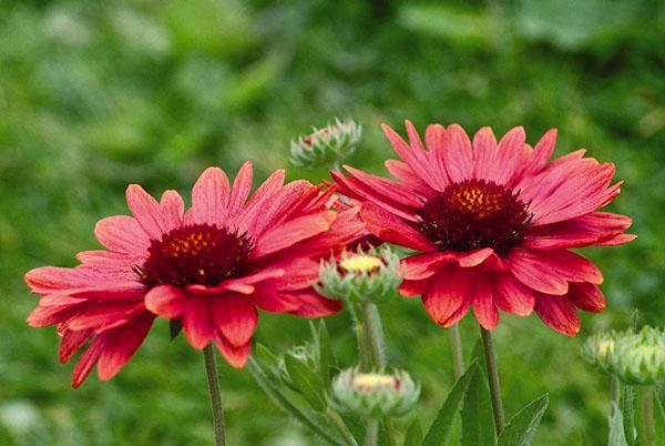 Nuances de rouge Gaillardia Arizona